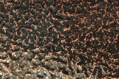 Antique copper /Big Texture- TERI(KAZ)-N028AB9190