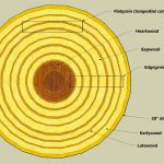 moisture content in the MDF i